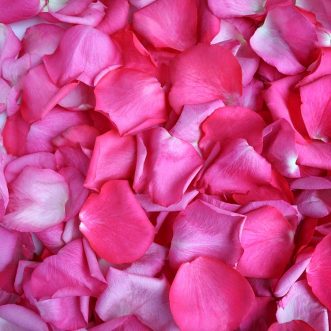 Розовые лепестки роз
